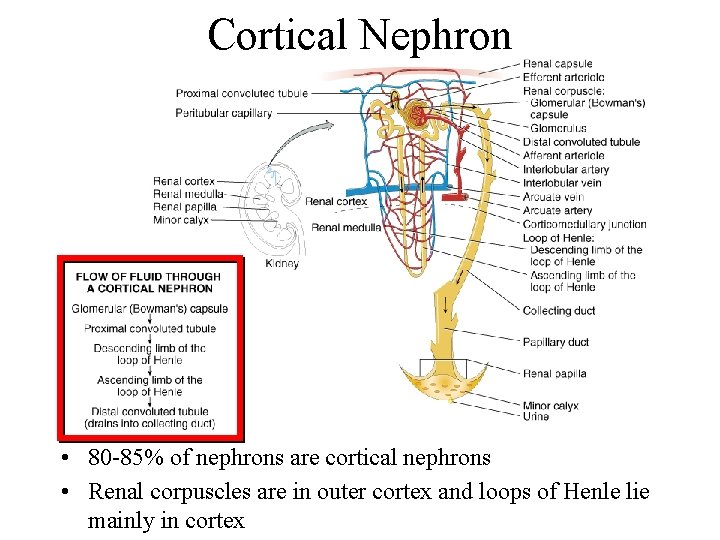 Cortical Nephron • 80 -85% of nephrons are cortical nephrons • Renal corpuscles are