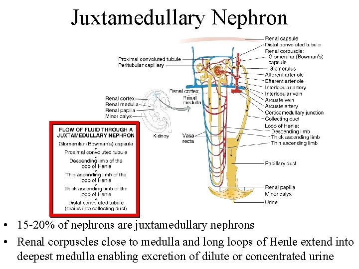 Juxtamedullary Nephron • 15 -20% of nephrons are juxtamedullary nephrons • Renal corpuscles close