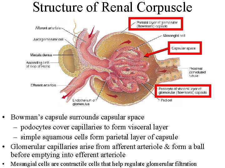 Structure of Renal Corpuscle • Bowman’s capsule surrounds capsular space – podocytes cover capillaries