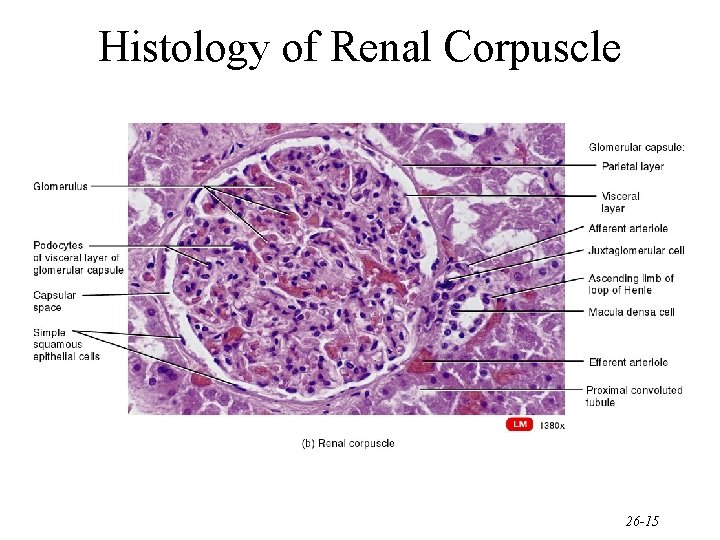 Histology of Renal Corpuscle 26 -15 