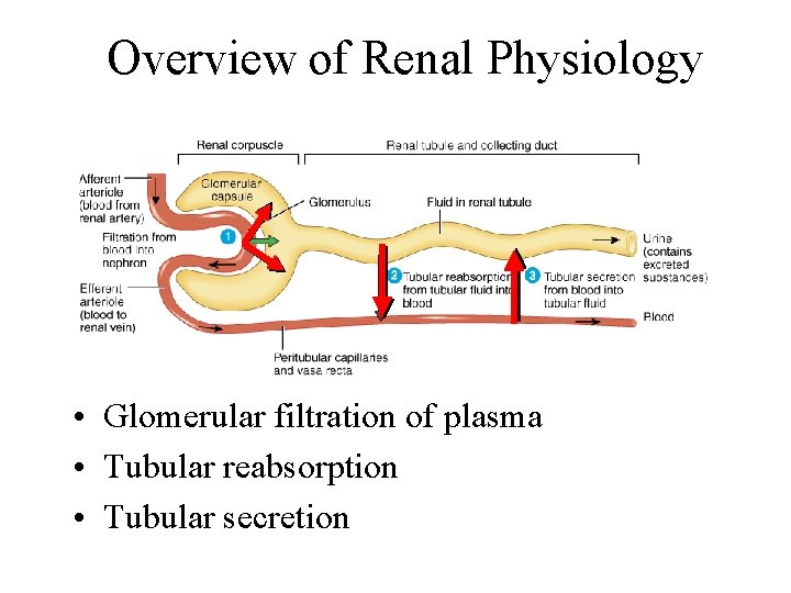 Overview of Renal Physiology • Glomerular filtration of plasma • Tubular reabsorption • Tubular
