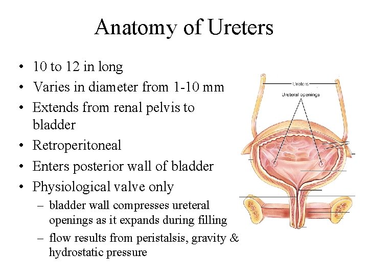 Anatomy of Ureters • 10 to 12 in long • Varies in diameter from