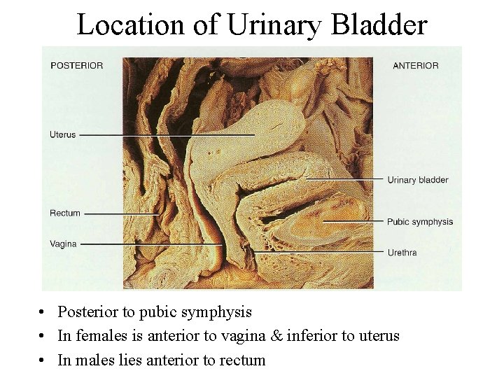 Location of Urinary Bladder • Posterior to pubic symphysis • In females is anterior