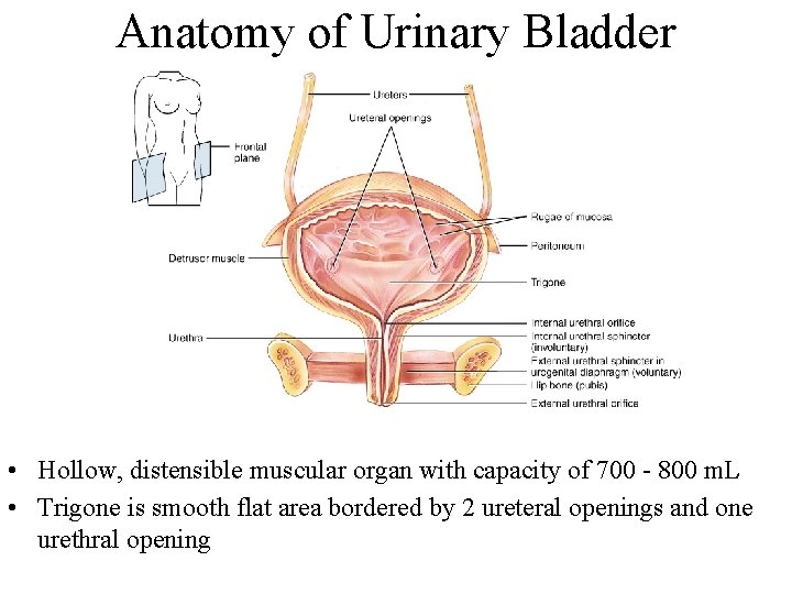 Anatomy of Urinary Bladder • Hollow, distensible muscular organ with capacity of 700 -