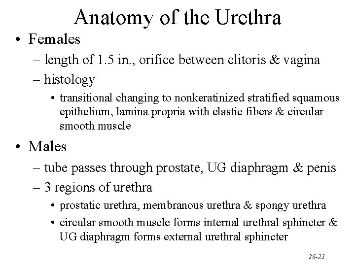 Anatomy of the Urethra • Females – length of 1. 5 in. , orifice