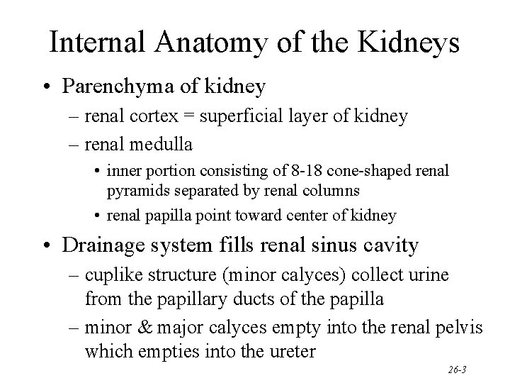 Internal Anatomy of the Kidneys • Parenchyma of kidney – renal cortex = superficial