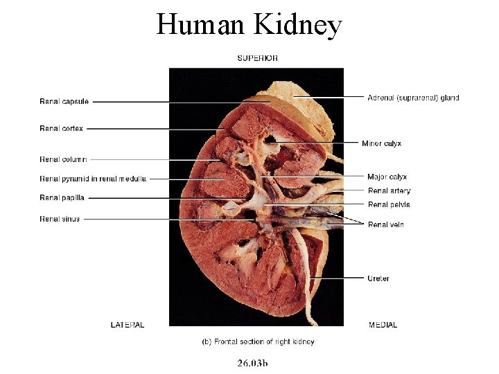Human Kidney 26 -5 