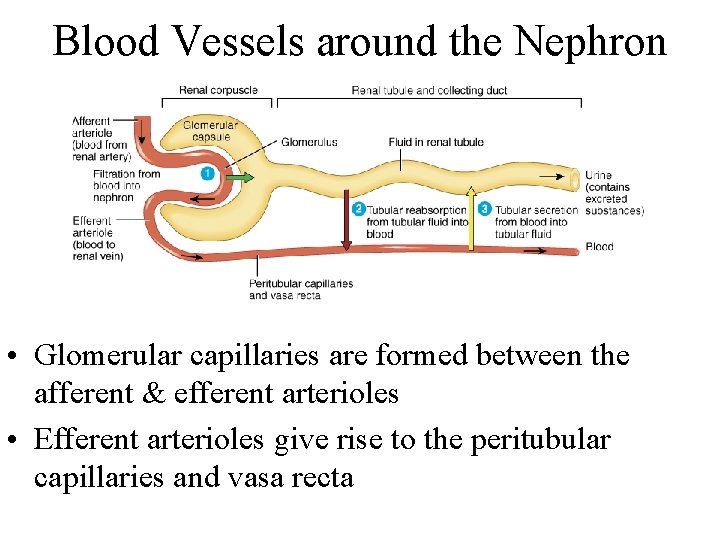 Blood Vessels around the Nephron • Glomerular capillaries are formed between the afferent &