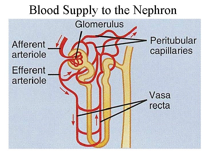 Blood Supply to the Nephron 