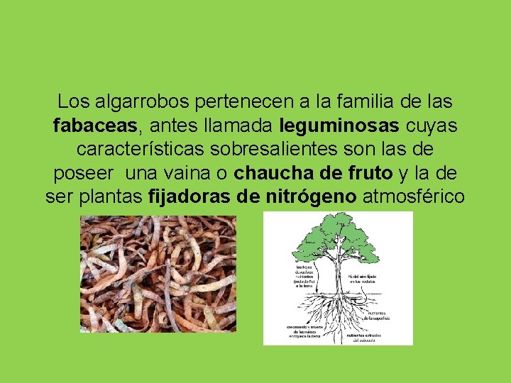 Los algarrobos pertenecen a la familia de las fabaceas, antes llamada leguminosas cuyas características