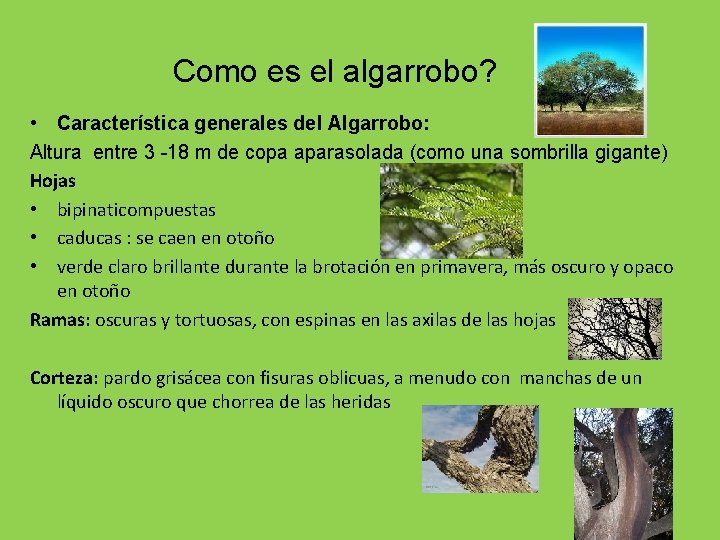 Como es el algarrobo? • Característica generales del Algarrobo: Altura entre 3 -18 m