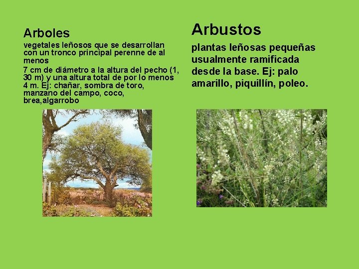 Arboles vegetales leñosos que se desarrollan con un tronco principal perenne de al menos