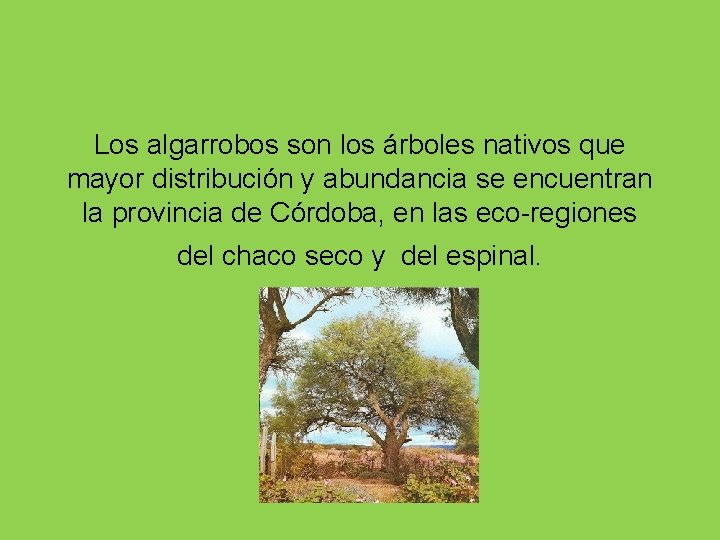 Los algarrobos son los árboles nativos que mayor distribución y abundancia se encuentran la