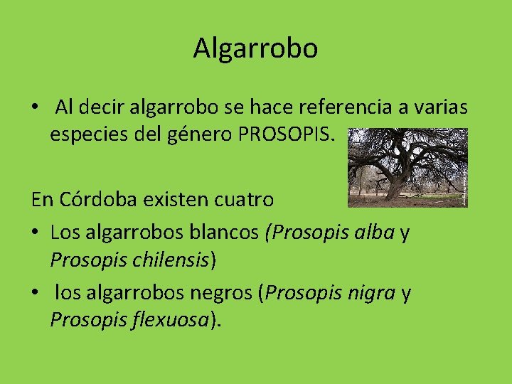 Algarrobo • Al decir algarrobo se hace referencia a varias especies del género PROSOPIS.