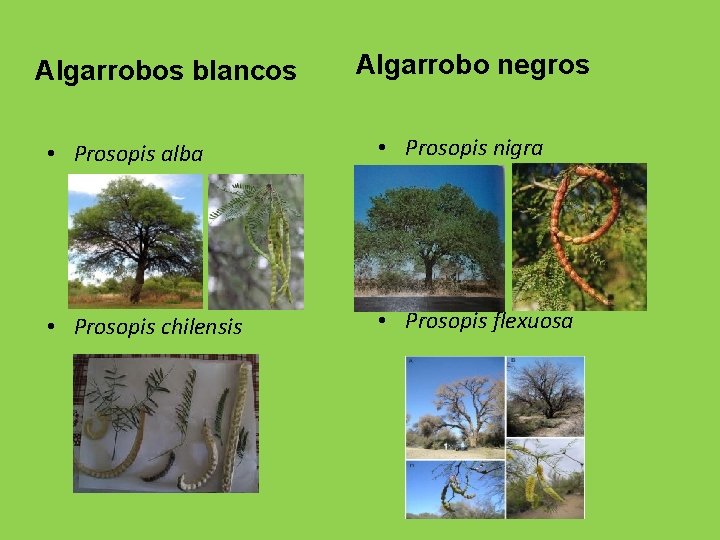 Algarrobos blancos Algarrobo negros • Prosopis alba • Prosopis nigra • Prosopis chilensis •