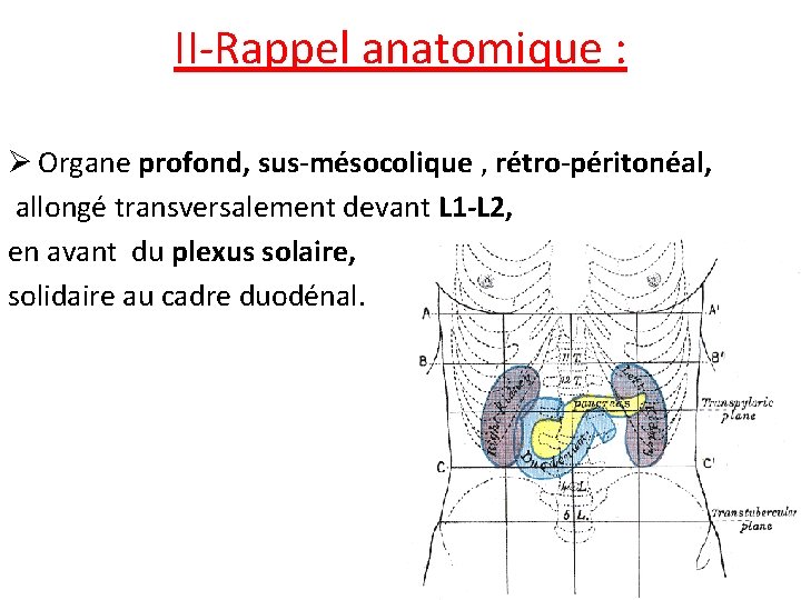 II-Rappel anatomique : Ø Organe profond, sus-mésocolique , rétro-péritonéal, allongé transversalement devant L 1