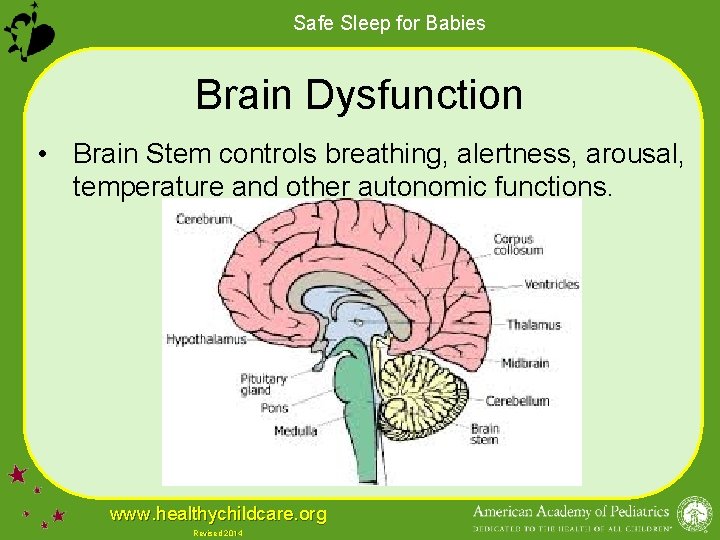 Safe Sleep for Babies Brain Dysfunction • Brain Stem controls breathing, alertness, arousal, temperature