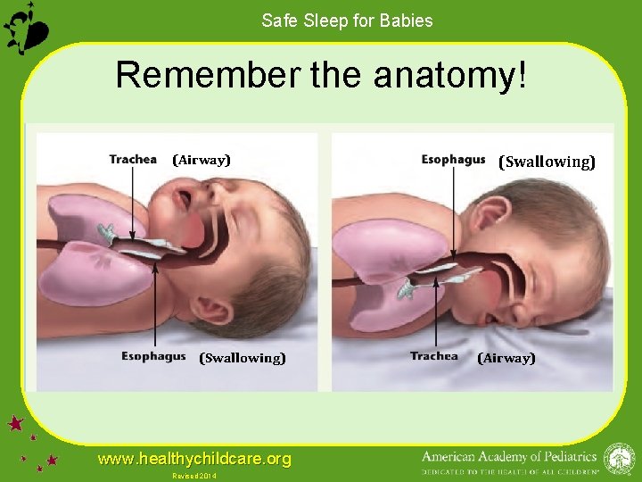 Safe Sleep for Babies Remember the anatomy! (Airway) (Swallowing) www. healthychildcare. org Revised 2014