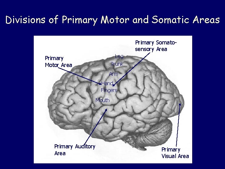 Divisions of Primary Motor and Somatic Areas Primary Somatosensory Area Leg Primary Motor Area