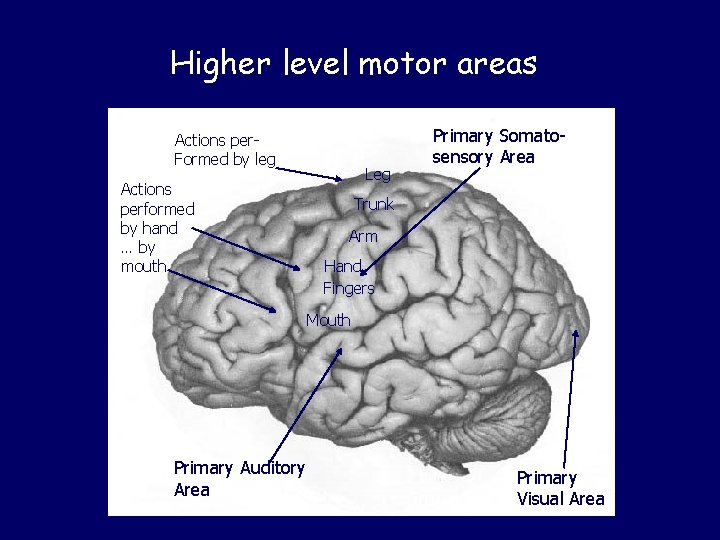 Higher level motor areas Actions per. Formed by leg Actions performed by hand …