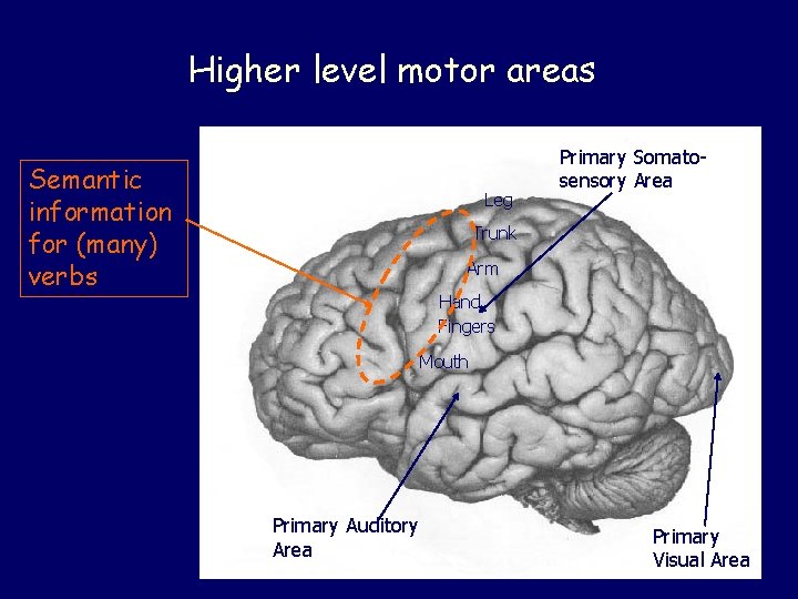 Higher level motor areas Semantic information for (many) verbs Leg Primary Somatosensory Area Trunk