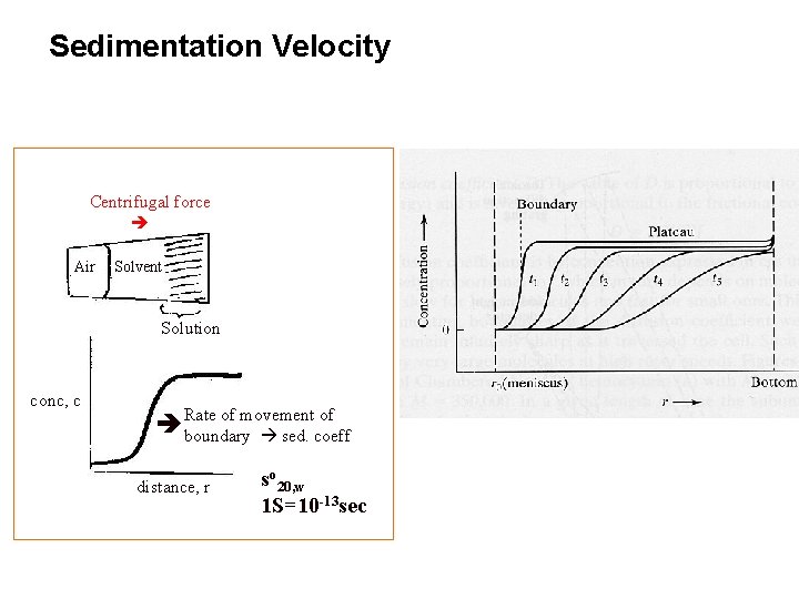 Sedimentation Velocity Sedimentation Equilibrium Centrifugal force Air Centrifugal force Diffusion Solvent Solution conc, c
