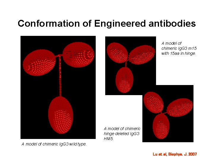 Conformation of Engineered antibodies A model of chimeric Ig. G 3 m 15 with