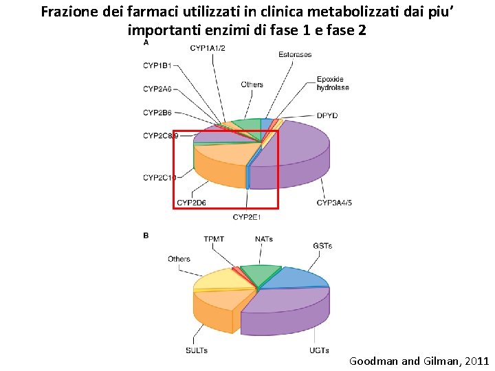 Frazione dei farmaci utilizzati in clinica metabolizzati dai piu’ importanti enzimi di fase 1 Frazione dei farmaci utilizzati in clinica metabolizzati dai piu’ importanti enzimi di fase 1