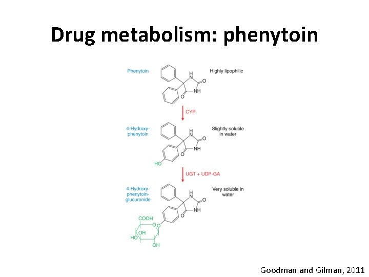 Drug metabolism: phenytoin Goodman and Gilman, 2011 Drug metabolism: phenytoin Goodman and Gilman, 2011