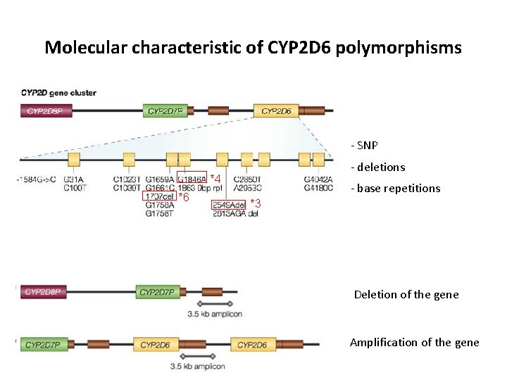 Molecular characteristic of CYP 2 D 6 polymorphisms - SNP - deletions *4 *6 Molecular characteristic of CYP 2 D 6 polymorphisms - SNP - deletions *4 *6