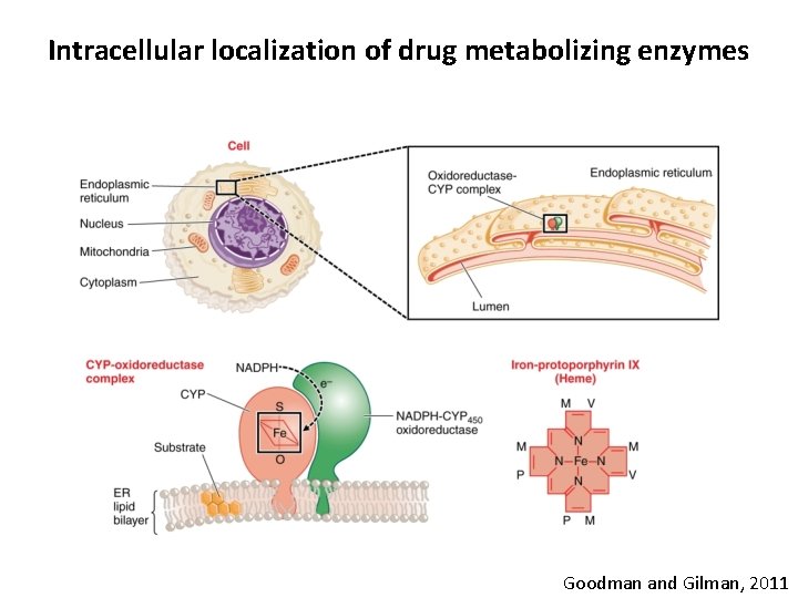 Intracellular localization of drug metabolizing enzymes Goodman and Gilman, 2011 Intracellular localization of drug metabolizing enzymes Goodman and Gilman, 2011
