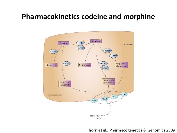 Pharmacokinetics codeine and morphine Thorn et al. , Pharmacogenetics & Genomics 2009 Pharmacokinetics codeine and morphine Thorn et al. , Pharmacogenetics & Genomics 2009