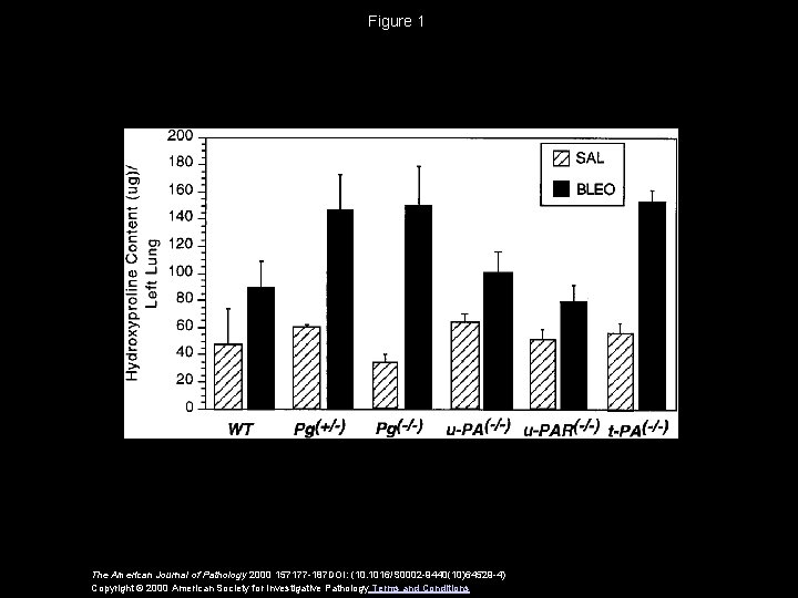 Figure 1 The American Journal of Pathology 2000 157177 -187 DOI: (10. 1016/S 0002