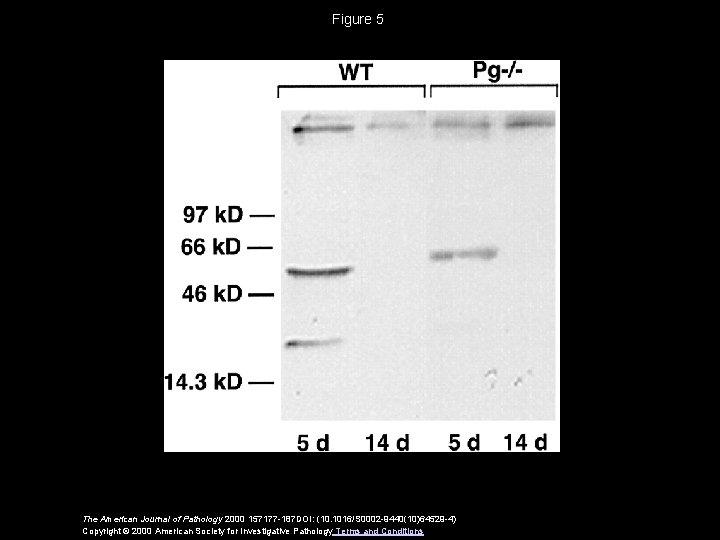 Figure 5 The American Journal of Pathology 2000 157177 -187 DOI: (10. 1016/S 0002