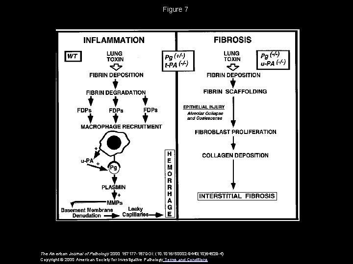 Figure 7 The American Journal of Pathology 2000 157177 -187 DOI: (10. 1016/S 0002
