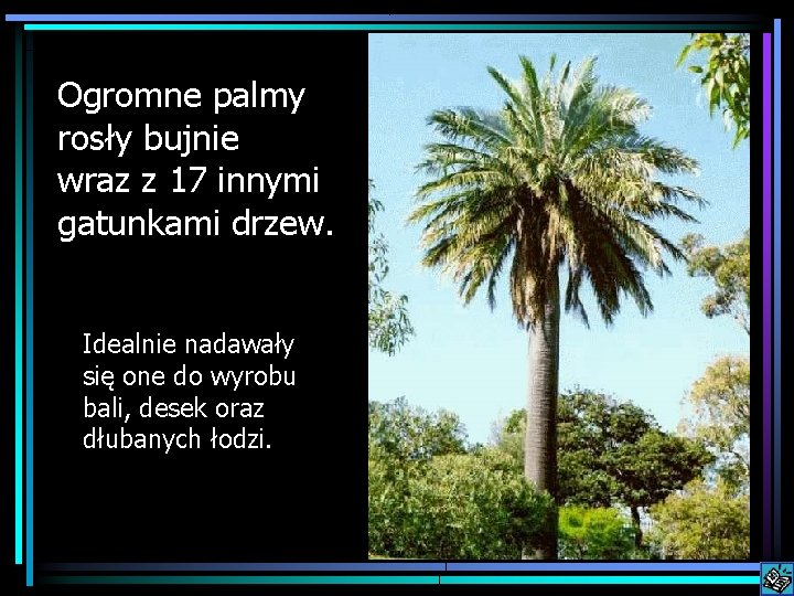 Ogromne palmy rosły bujnie wraz z 17 innymi gatunkami drzew. Idealnie nadawały się one