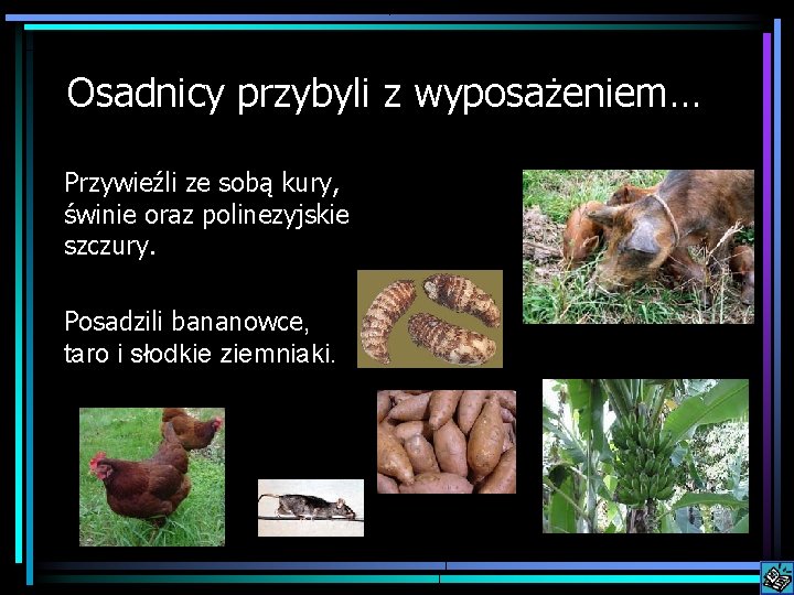 Osadnicy przybyli z wyposażeniem… Przywieźli ze sobą kury, świnie oraz polinezyjskie szczury. Posadzili bananowce,