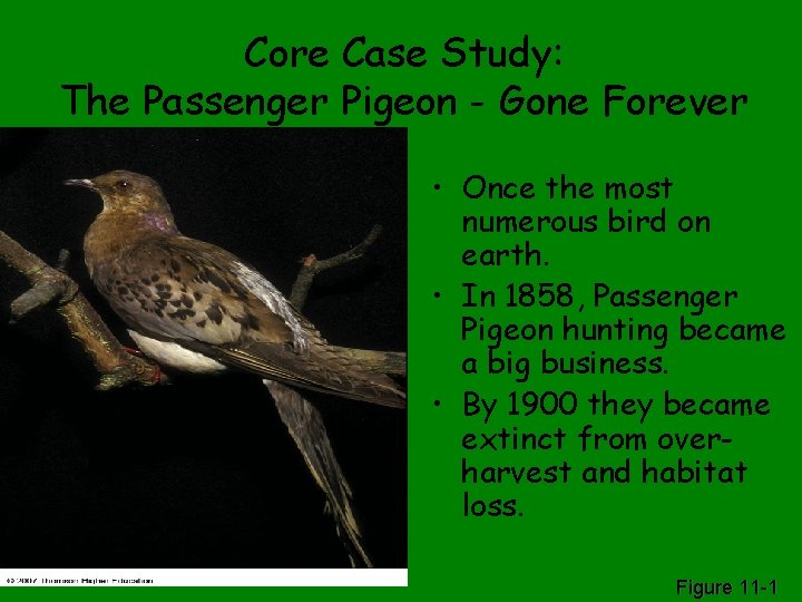 Core Case Study: The Passenger Pigeon - Gone Forever • Once the most numerous