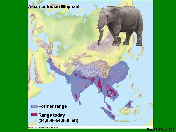 Asian or Indian Elephant Former range Range today (34, 000– 54, 000 left) Fig.