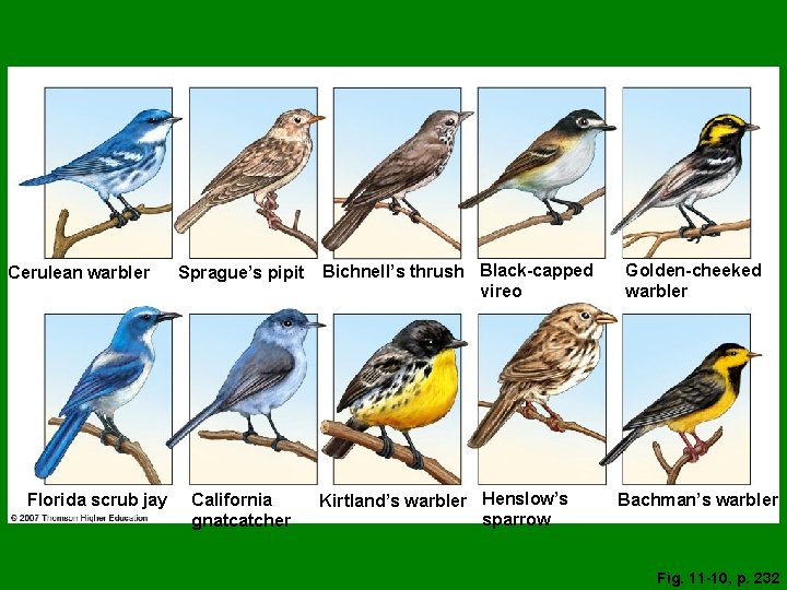 Cerulean warbler Florida scrub jay Sprague’s pipit California gnatcatcher Bichnell’s thrush Black-capped vireo Kirtland’s