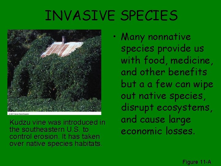 INVASIVE SPECIES Kudzu vine was introduced in the southeastern U. S. to control erosion.