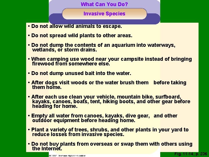 What Can You Do? Invasive Species • Do not allow wild animals to escape.