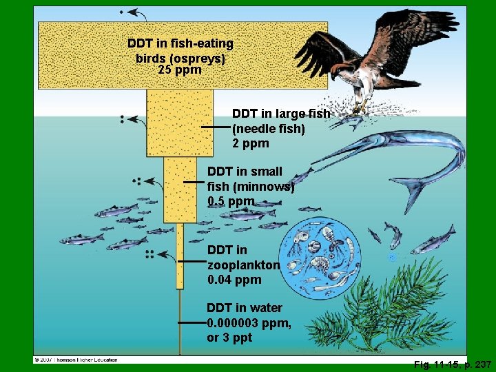DDT in fish-eating birds (ospreys) 25 ppm DDT in large fish (needle fish) 2