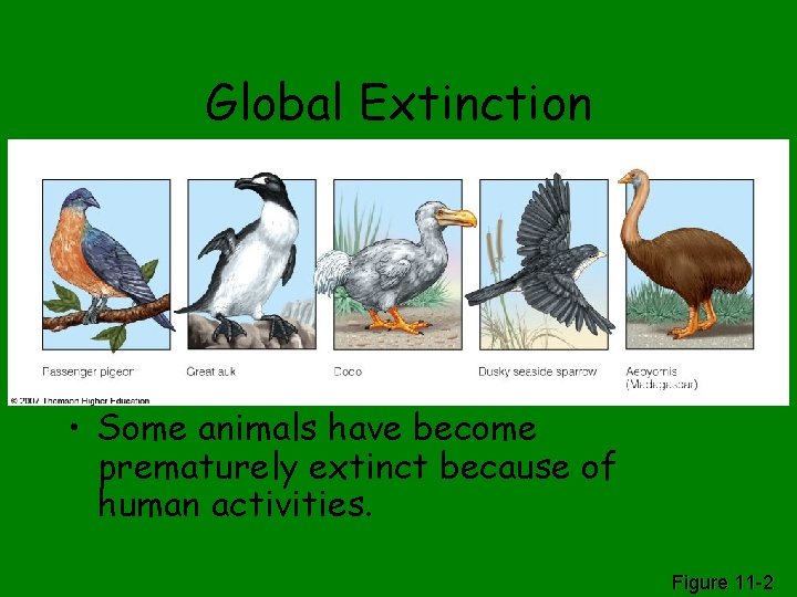 Global Extinction • Some animals have become prematurely extinct because of human activities. Figure