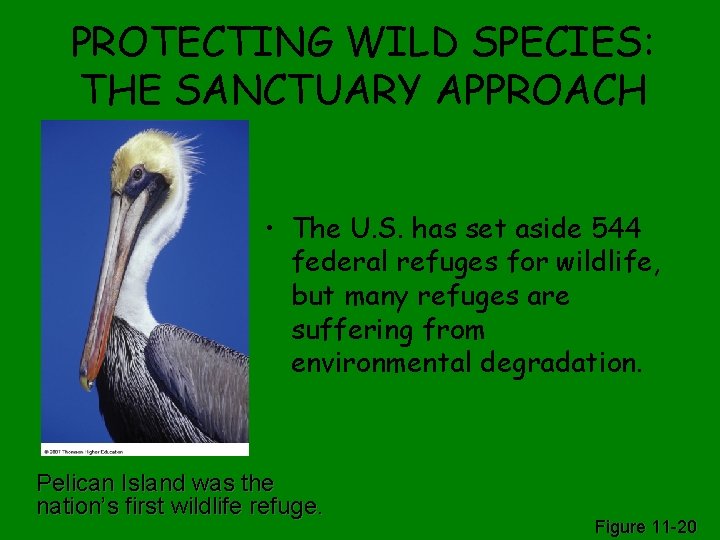 PROTECTING WILD SPECIES: THE SANCTUARY APPROACH • The U. S. has set aside 544