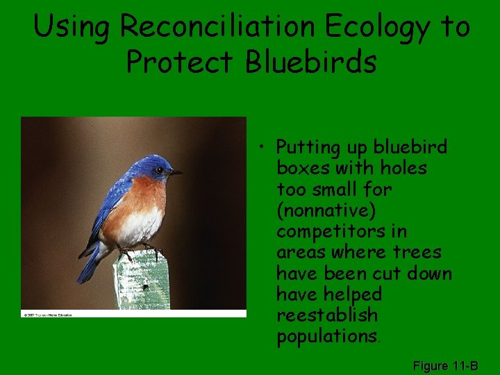 Using Reconciliation Ecology to Protect Bluebirds • Putting up bluebird boxes with holes too