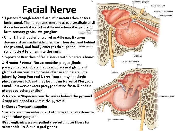 Facial Nerve • It passes through internal acoustic meatus then enters facial canal. The