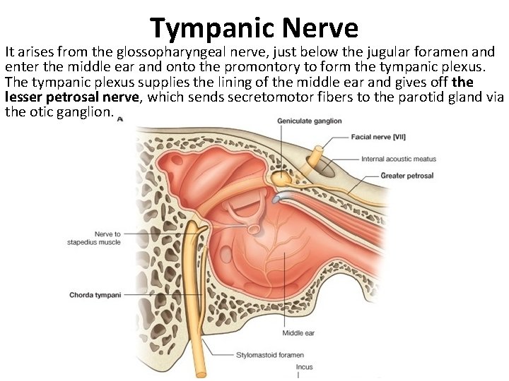 Tympanic Nerve It arises from the glossopharyngeal nerve, just below the jugular foramen and Tympanic Nerve It arises from the glossopharyngeal nerve, just below the jugular foramen and
