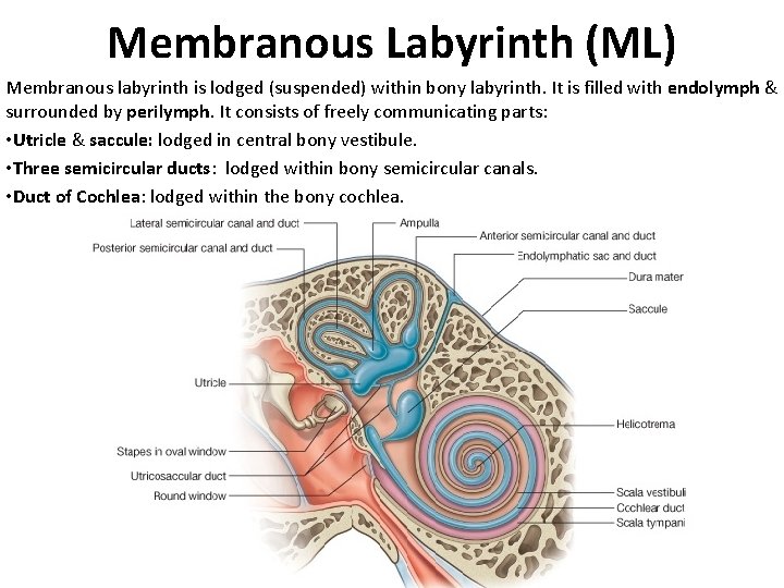 Membranous Labyrinth (ML) Membranous labyrinth is lodged (suspended) within bony labyrinth. It is filled