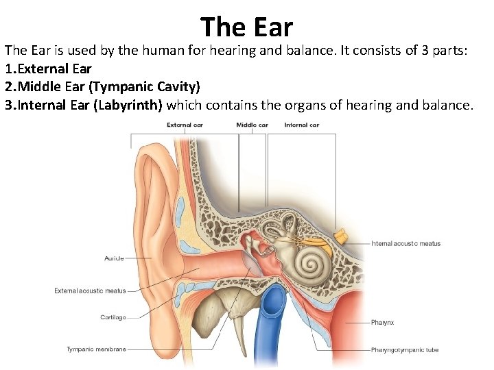 The Ear is used by the human for hearing and balance. It consists of